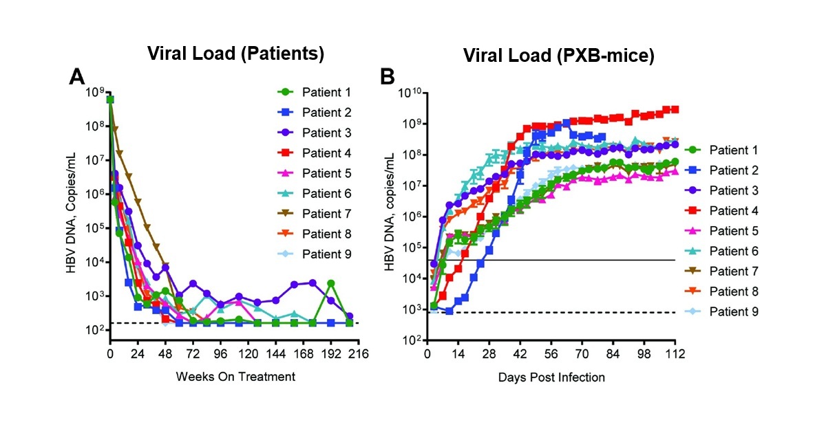 1_Clinical HBV samples inoculating PXB_Mouse