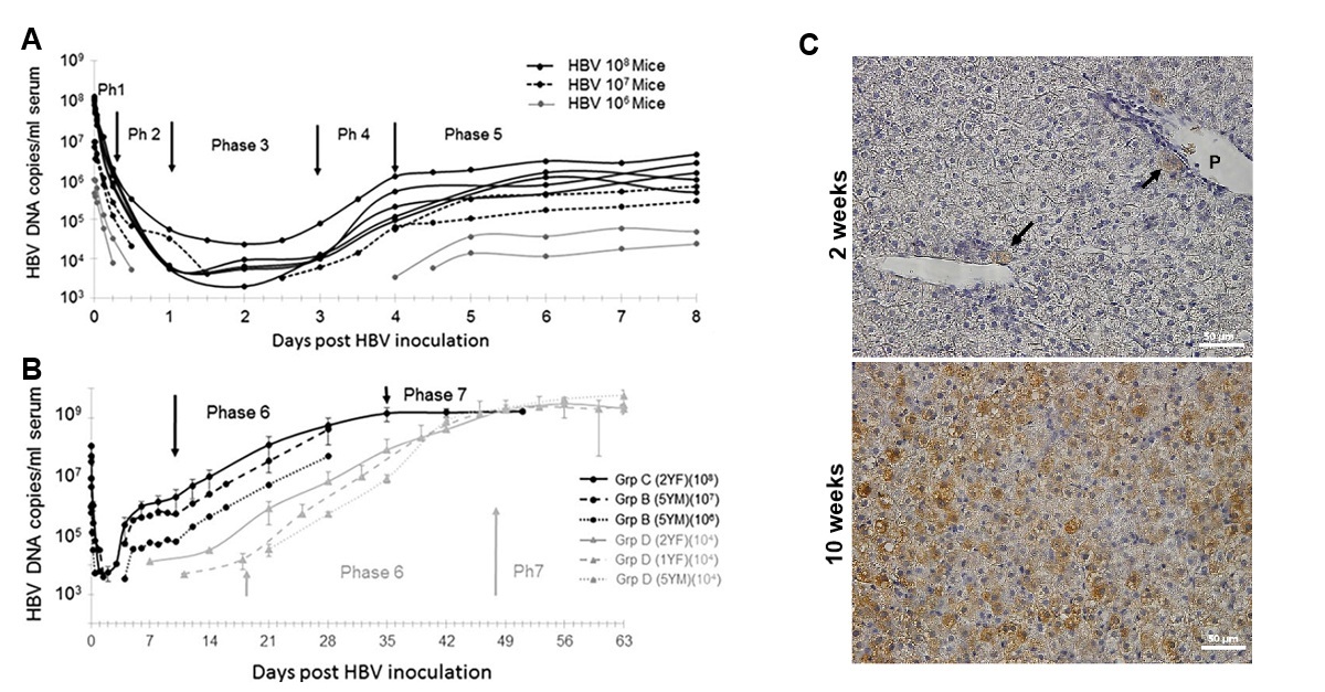 2_HBV Kinetics and HBV Infected liver images PXB-mouse