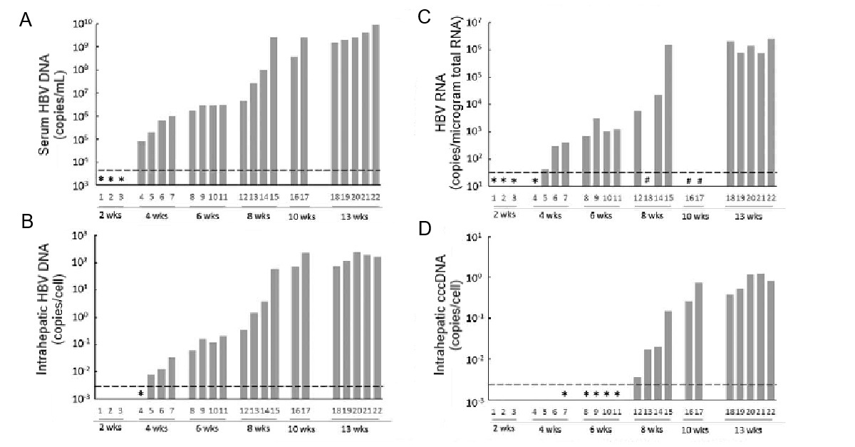 3_Serum and liver HBV DNA and cccDNA in PXB-mouse