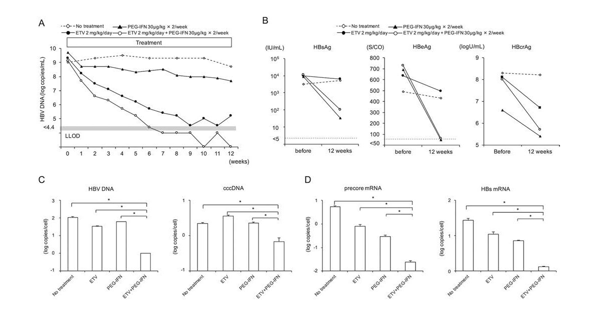 4_Effect of Entecavir and PEG-IFN on HBV-infected PXB-mice