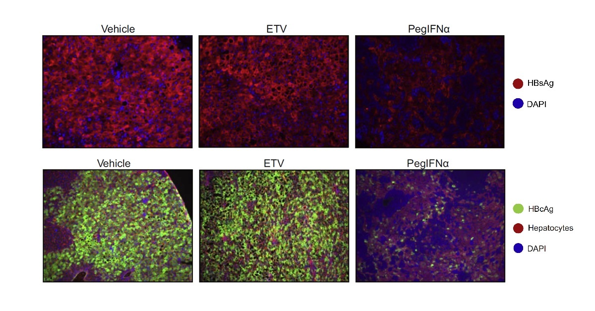 4_HBV viral markers in liver of PXB-mice treated with PEG-IFN or Entecavir