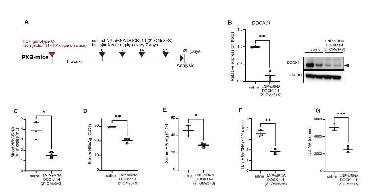 6_LNP delivery of siRNA in HBV-infected PXB-mice