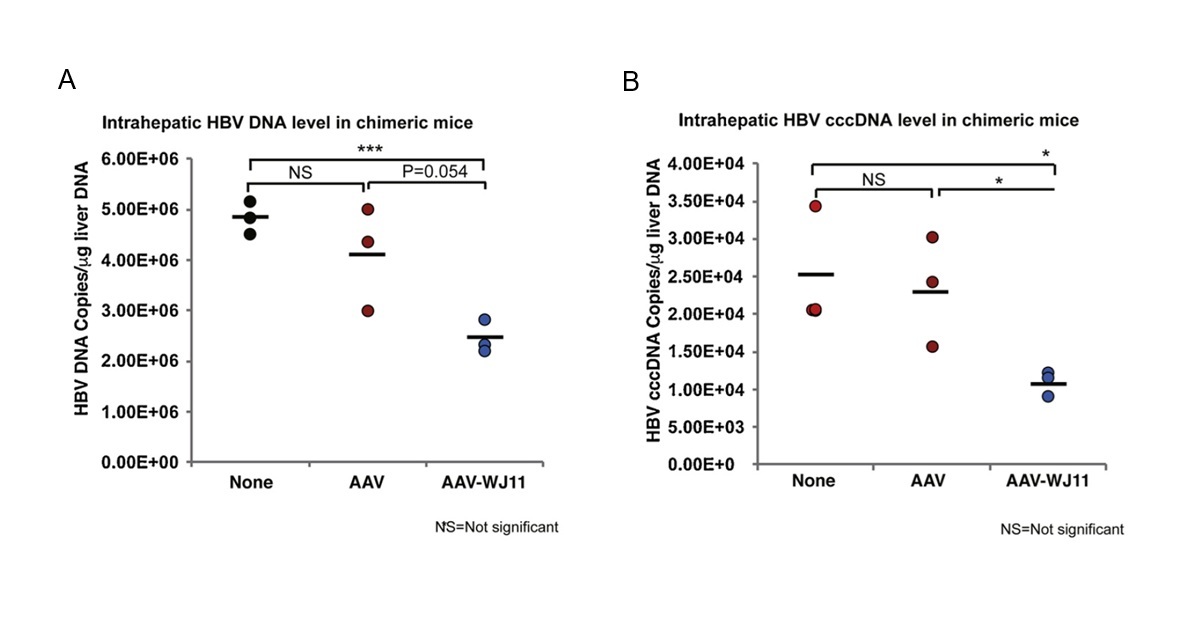 7_AAV2 delivery of CRISPR Cas9 gene editing system in HBV-infected PXB-mice