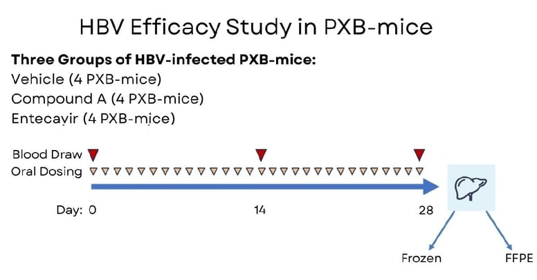 8_HBV Study Design in Humanized Liver PXB-mice
