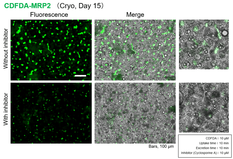 MRP2 Functionality Assay