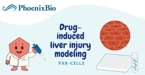 DILI modeling in PXB-cells