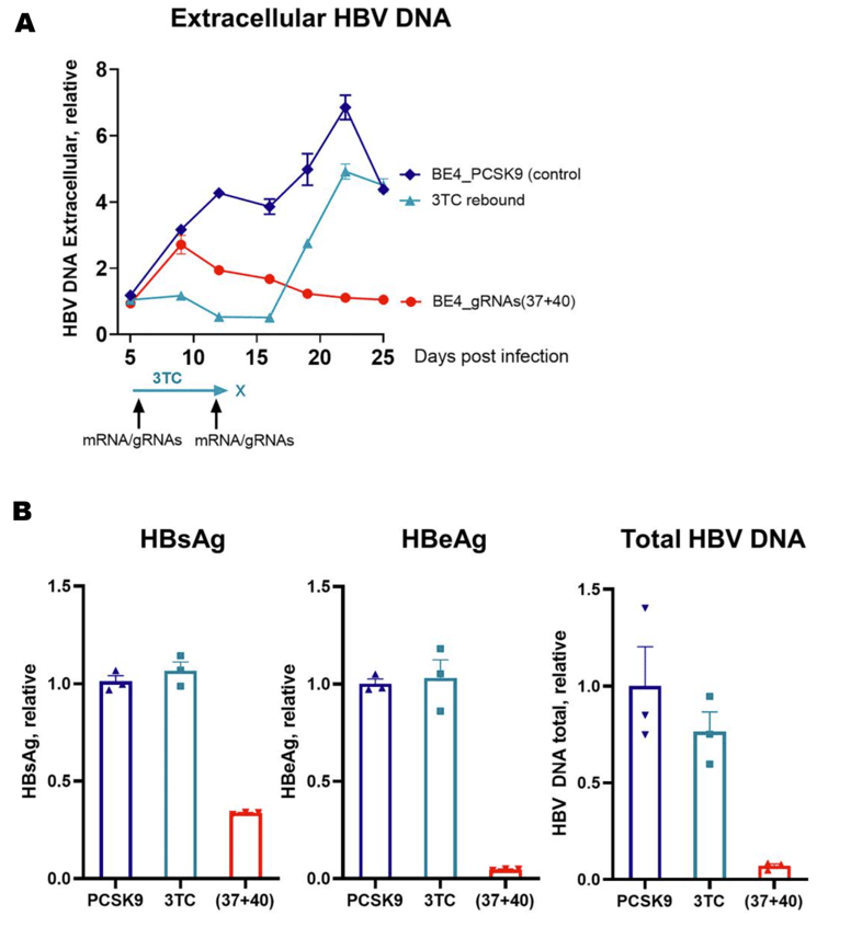 Fig 1. Base editing reduces viral marker levels in HBV-infected PXB-cells.