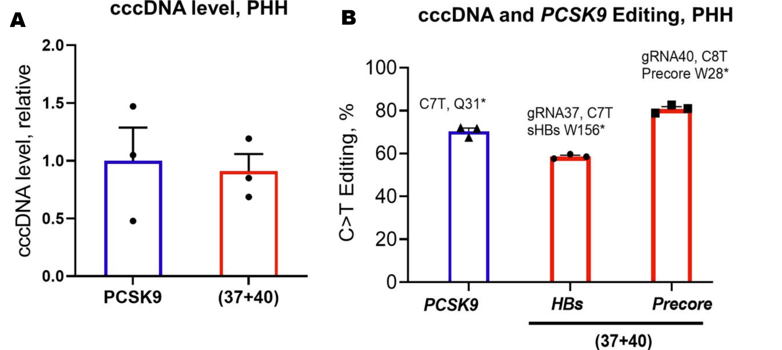 Fig 2. cccDNA levels were unchanged following treatment with base editor. 