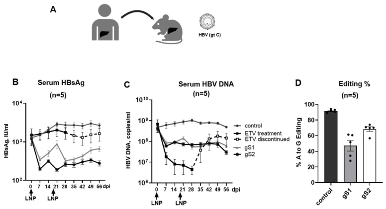 Fig 4. In vivo editing of HBV-infected PXB-mice.