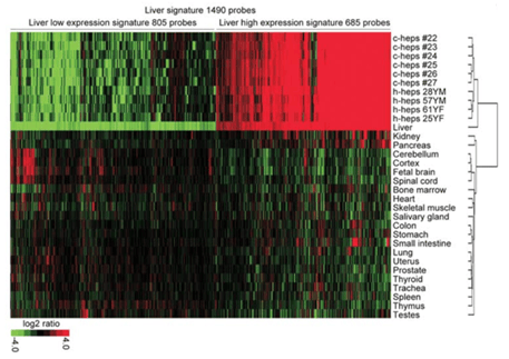 Figure 5_Human gene expression PXB-mouse