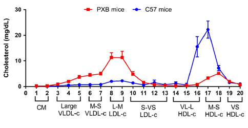 Figure 6: PXB-mouse human lipoprotein profile