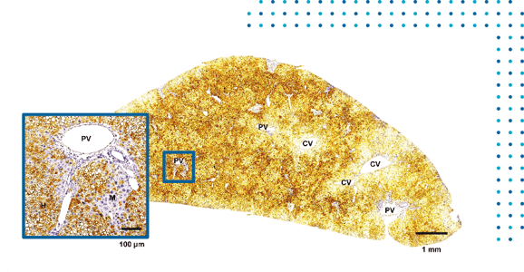 HUMAN HEPATOCYTE STAINING