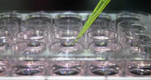 Primary human hepatocytes on culture plate