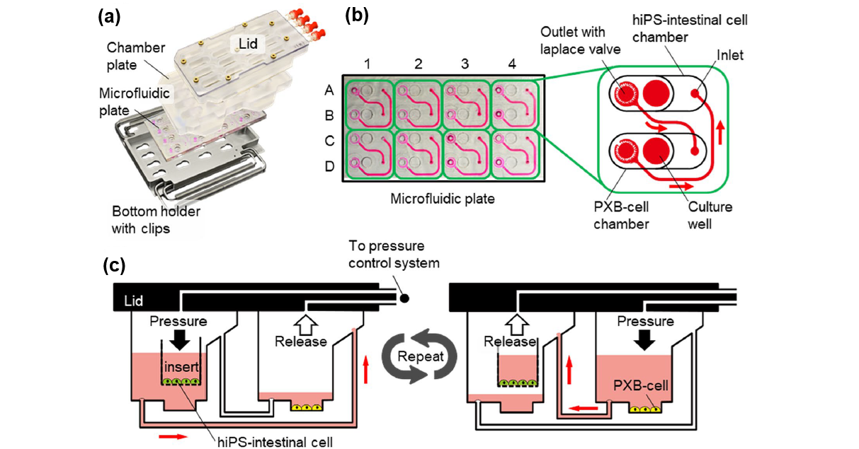 NAM_Figure6_Shinohara