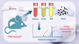 PXB-mouse-human-disproportionate-metabolites-e1614788082447