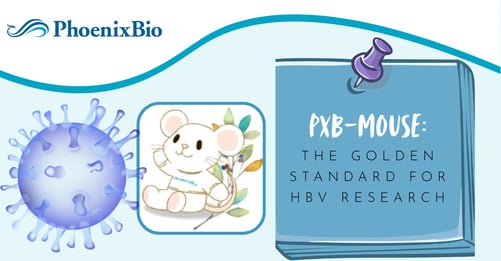 PXB-mouse: Gold standard humanized liver mouse model for HBV research