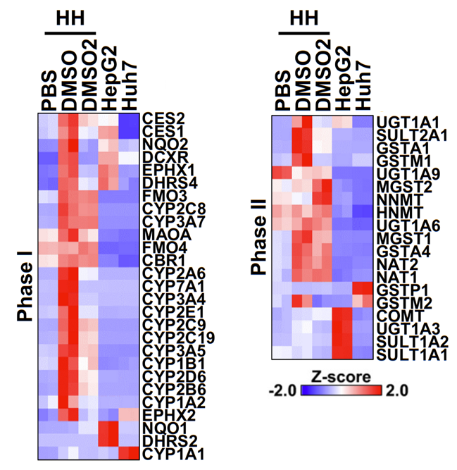 Phase I and II enzyme expression_PXB-cells compared to Huh7_HepG2_Sugahara 2022