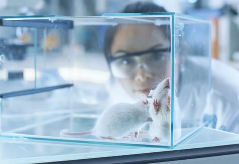 researcher studying mice