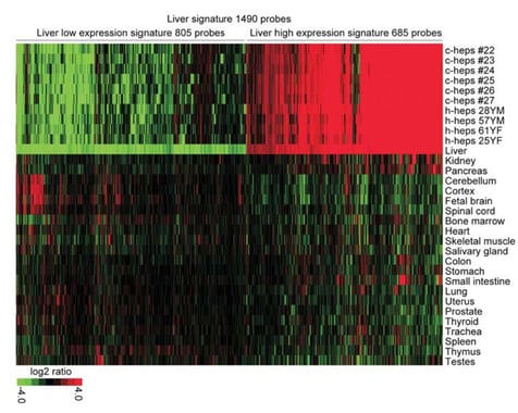 Liver gene expression